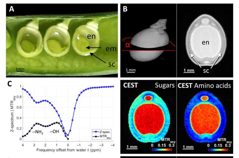 A milestone in plant magnetic reso<em></em>nance imaging