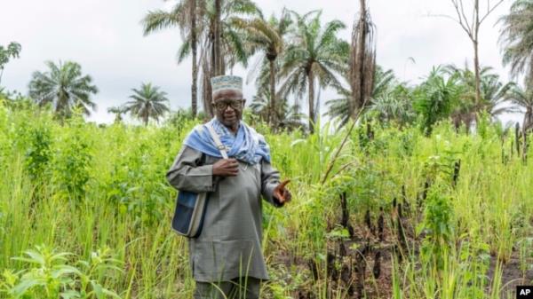 FILE Alhaji Aboubacar Kowa, imam and farming leader, poses for a photo in a rice field near the Sierra Leone village of Fanima, Sept. 25, 2024.